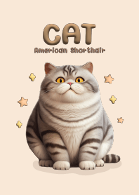 Cat Chubby : American shorthair