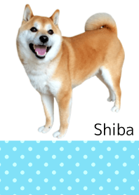 柴犬の日常4【水玉】