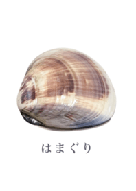 หอยลาย 5