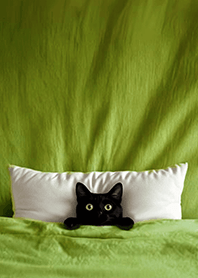 療癒趣味蓋棉被貓咪-小黑貓1.5 抹茶綠色