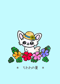 夏ですよ~!!チワワの夏!!