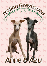 Italian Greyhound  Anne & Azu-Pi02