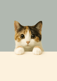 Peeking Calico Kitten | Silver Gray#7