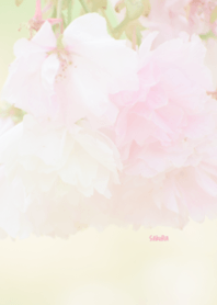 Japanese SAKURA Theme ver.Japan 23