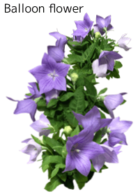 A lot of balloon flower