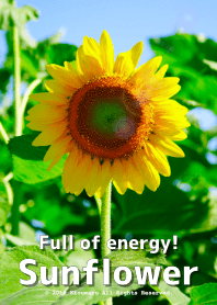 Full of energy! Sunflower
