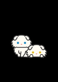 White Fold Cat*darkmode*long-haired*
