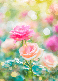 Beautiful rose flower(R2857)