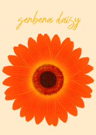 gerbera daisy(brown&orange)