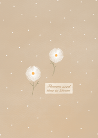 Beauty Daisy