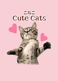 こねこ Cute Cats