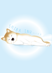 很睏的柴犬(藍)