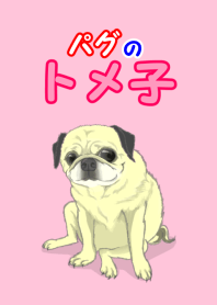 パグのトメ子