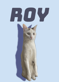 Roy cat