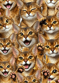 可愛！ 阿比西尼亞貓