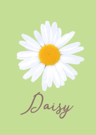 Daisy_Yellow green & white