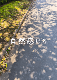 Feel Nature: Sun-Dappled Path
