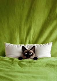 แมวที่ถูกคลุมด้วยผ้าห่ม3.5-แมวสยาม