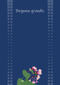 September's birth flower, Begoniagrandis