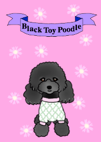COO-chan: Black Toy Poodle