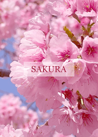 Spring is almost here-SAKURA PINK 57