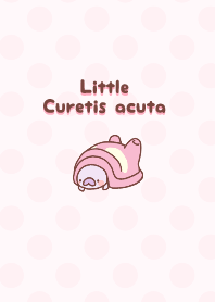 ウラギンシジミちゃん