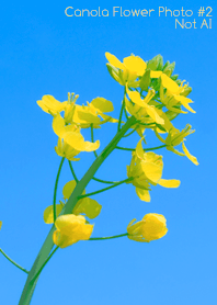 Canola Flower Photo #2-14 NotAI