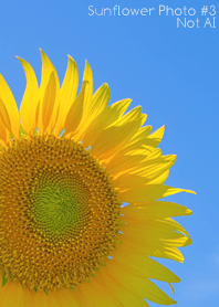 Sunflower Photo #3-8 NotAI