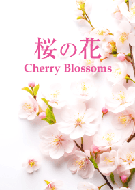 Cherry Blossoms vol.4