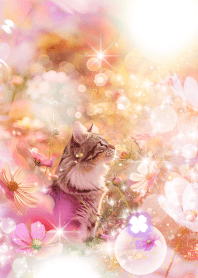 幸運を呼び込むコスモス