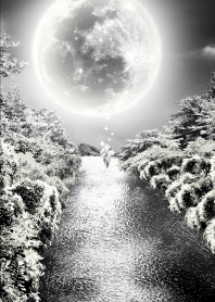 銀月の森