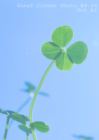 4leaf Clover Photo#4-34Not AI
