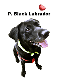PP. Black Labrador