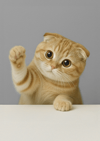 Scottish Fold|Kitty Gray Healing#9