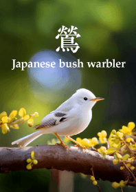 "Japanese bush warbler vol.3" theme