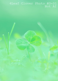 4leaf Clover Photo#3-31Not AI