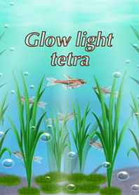 Glow light tetra.