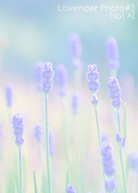 Lavender Photo #3-6 NotAI