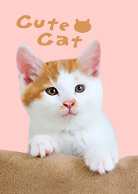 Cute Cat かわいい茶白の子猫