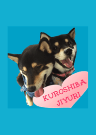 実写！柴犬 黒柴 じゆり2