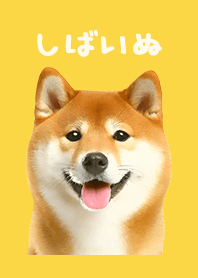Smiling Shiba Inu - Yellow