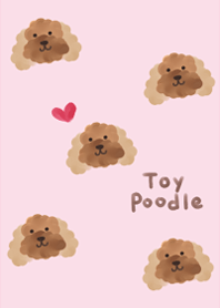 toy poodle.2