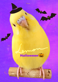 budgerigar Lemon "Halloween"