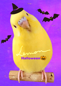 セキセイインコ レモン "ハロウィン"