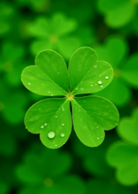 Clover of Life V.20.