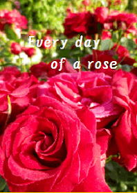 rose everyday