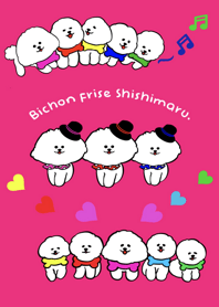Bichon frise shishimaru