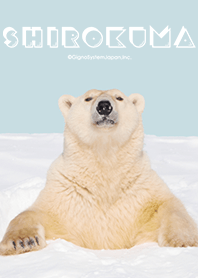 シロクマと雪