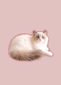 ラグドールの着せかえ-くすみピンク-