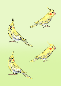 Four cool cockatoos Theme